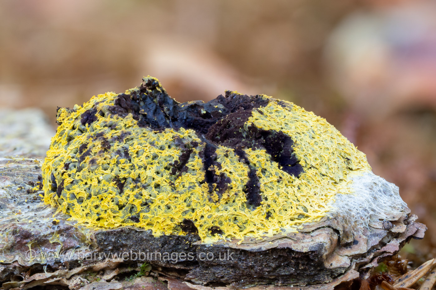 Photo © Barry Webb FRPS Fuligo septica var. flava by Barry Webb FRPS